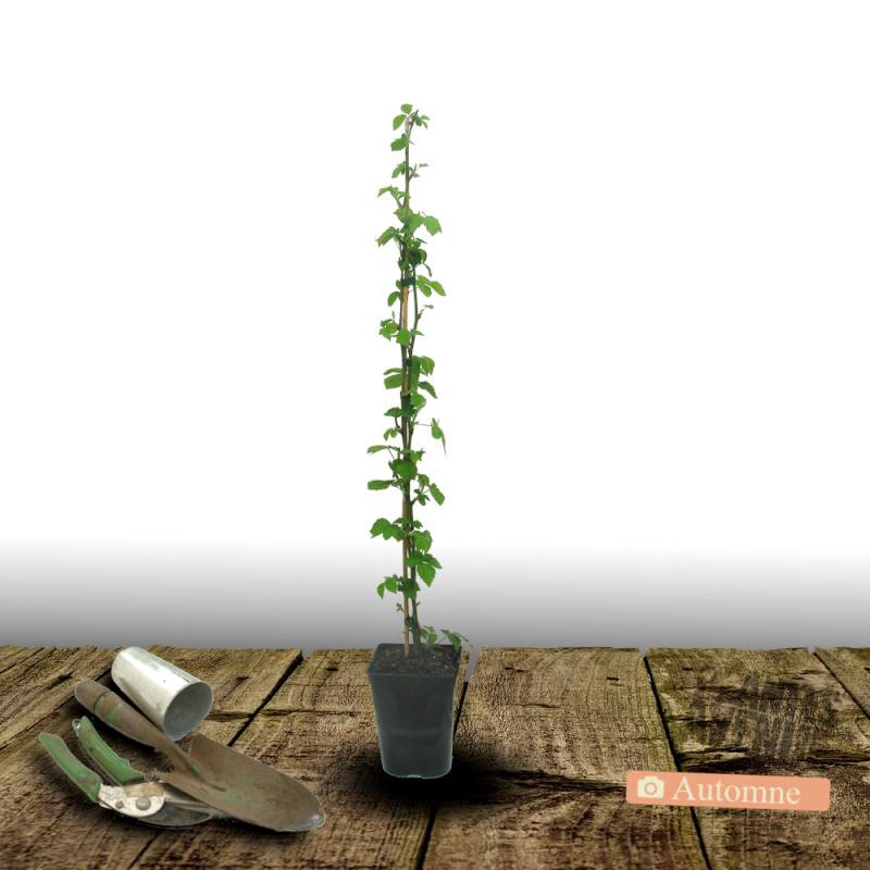 Mûre Black Satin à fleurs Blanche - feuillage Caduc - Pot de 2L - Tuteur bambou 60/90 cm-  hauteur à maturité De 0,50 m à 1,00 m - Image 2