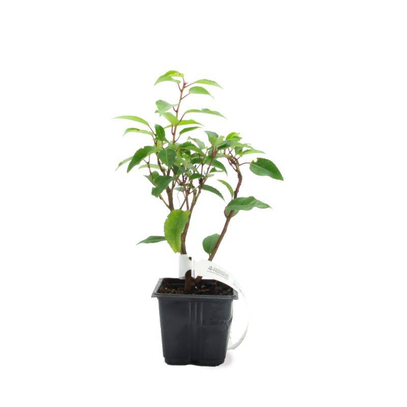 Laurier du Portugal (Prunus 'Lusitanica') - Godet - Taille 10/15cm - Pépinières Naudet - Image 2