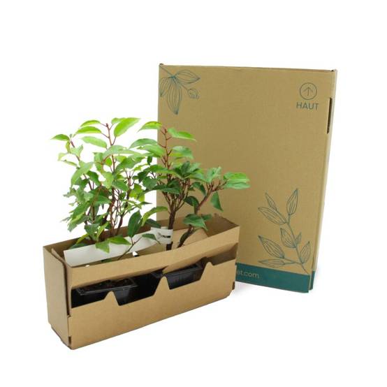 Laurier du Portugal (Prunus 'Lusitanica') - Godet - Taille 10/15cm - Pépinières Naudet - Image 5