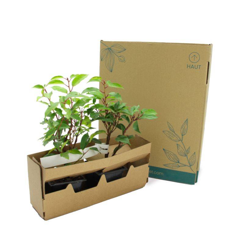 Laurier du Portugal (Prunus 'Lusitanica') - Godet - Taille 10/15cm - Pépinières Naudet - Image 5