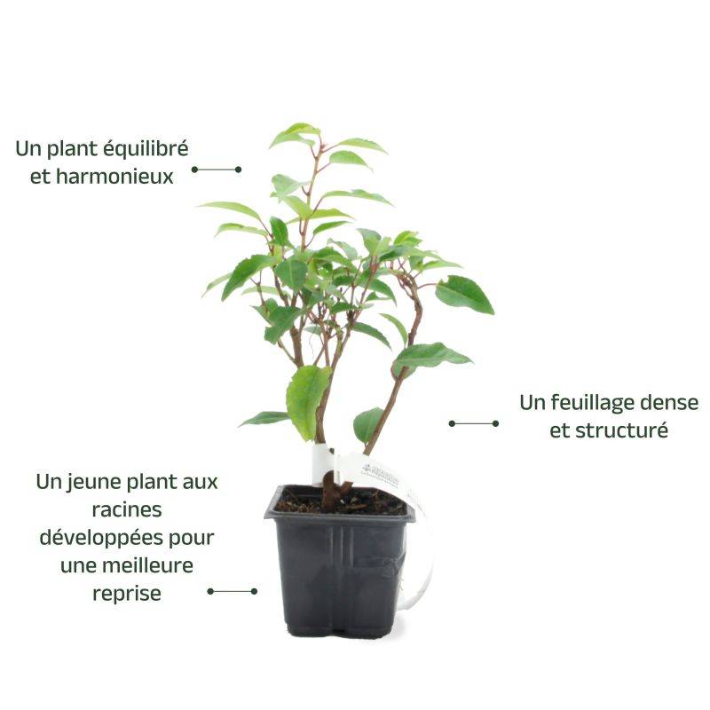 Laurier du Portugal (Prunus 'Lusitanica') - Godet - Taille 10/15cm - Pépinières Naudet - Image 3
