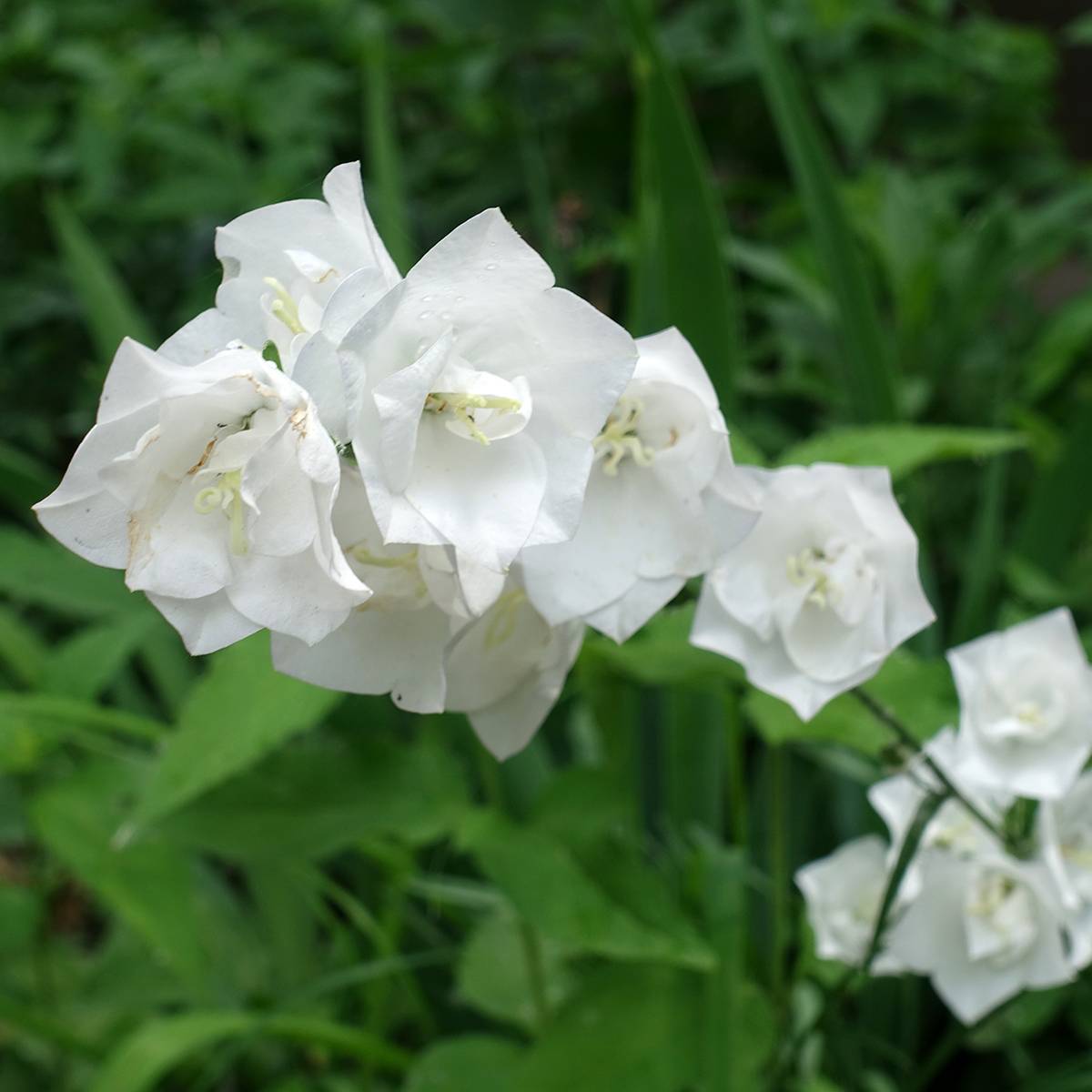 Promesse de Fleurs - Campanule à feuilles de pêcher La Bonne Amie - Campanula persicifolia Pot de 1,5L/2L