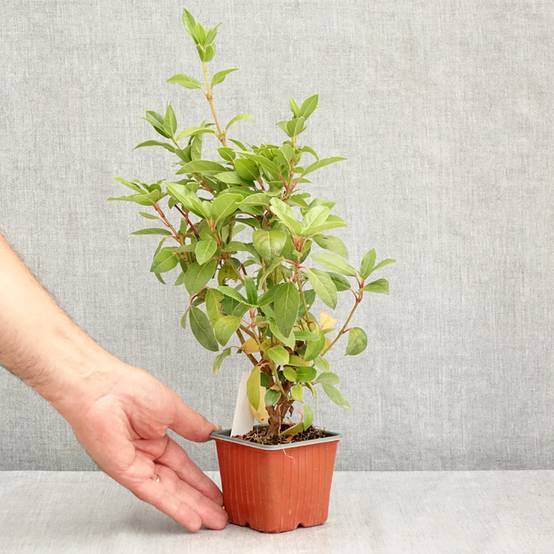 Promesse de Fleurs - Viorne, Laurier-tin - Viburnum tinus Godet de 8/9 cm - Image 2