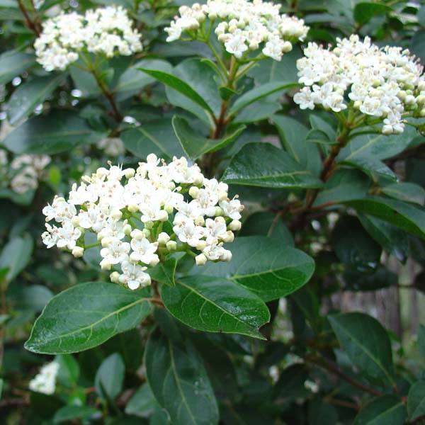 Promesse de Fleurs - Viorne, Laurier-tin - Viburnum tinus Godet de 8/9 cm - Image 1
