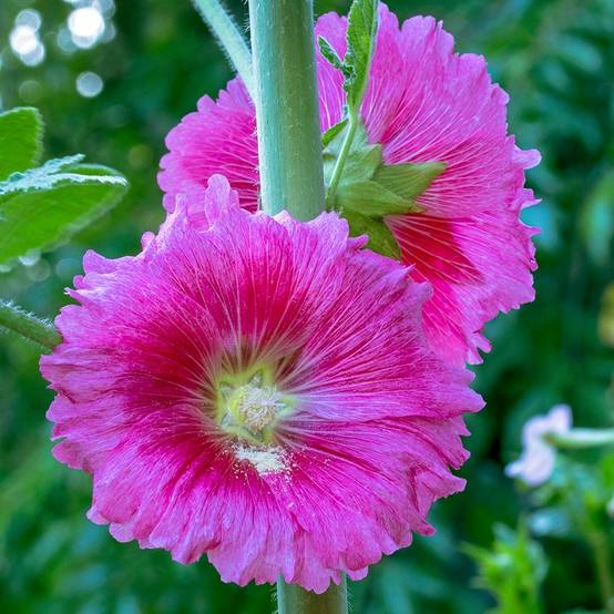 Alcea ficifolia - Rose trémière à feuilles de figuier Godet de 8/9 cm