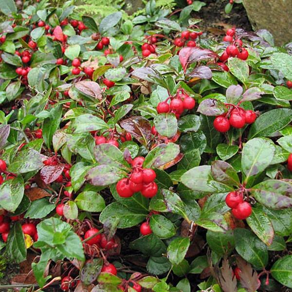 Gaultheria procumbens - Gaulthérie couchée Godet de 8/9 cm - Image 1