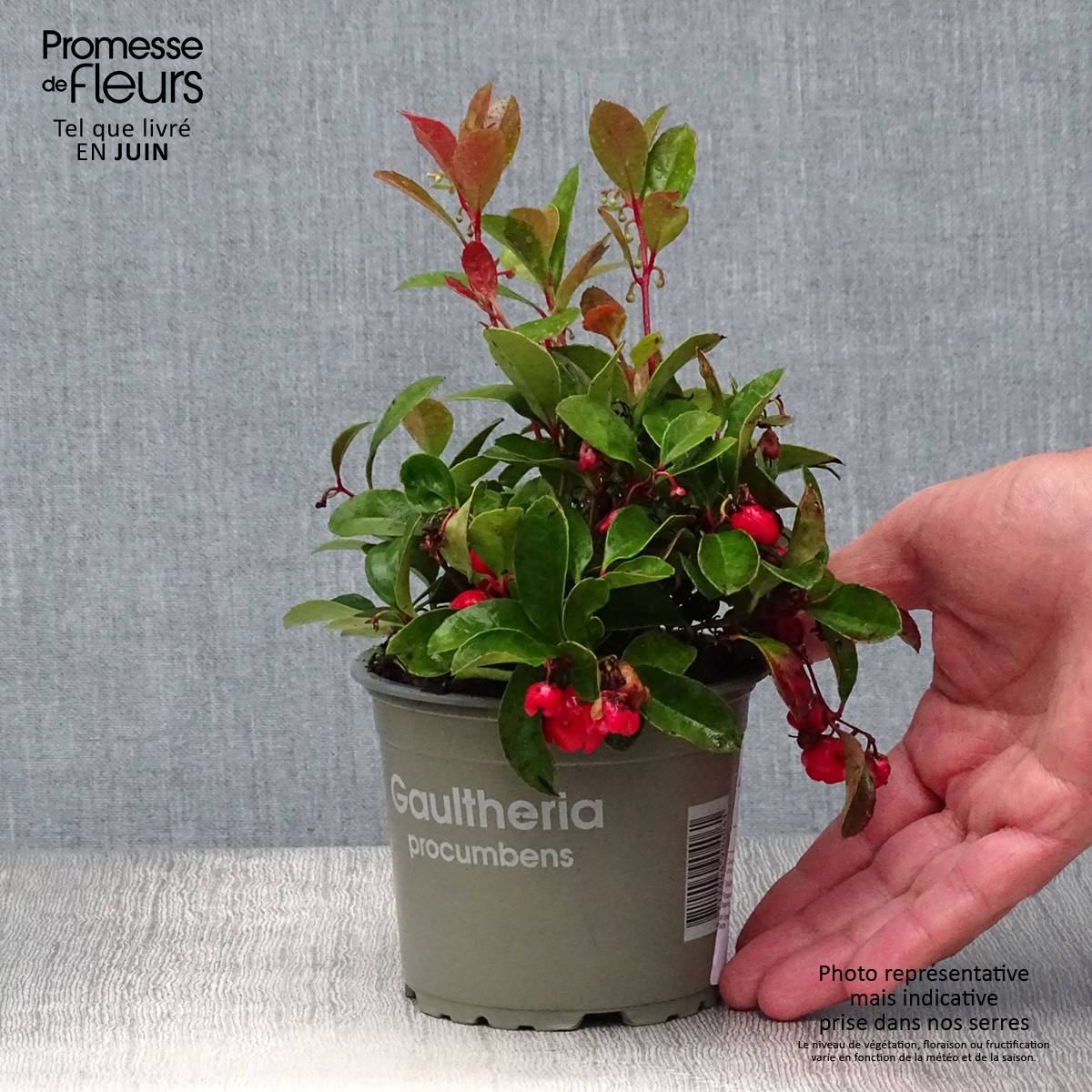 Gaultheria procumbens - Gaulthérie couchée Godet de 8/9 cm - Image 2