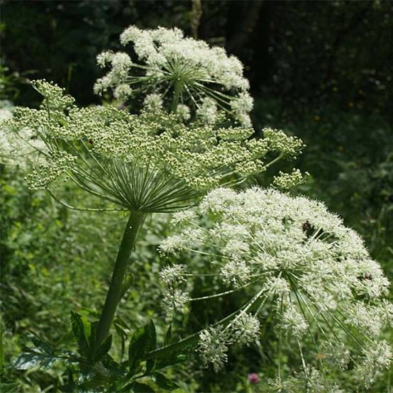 Peucedanum ostruthium Daphnis, Imperatoire Godet de 8/9 cm