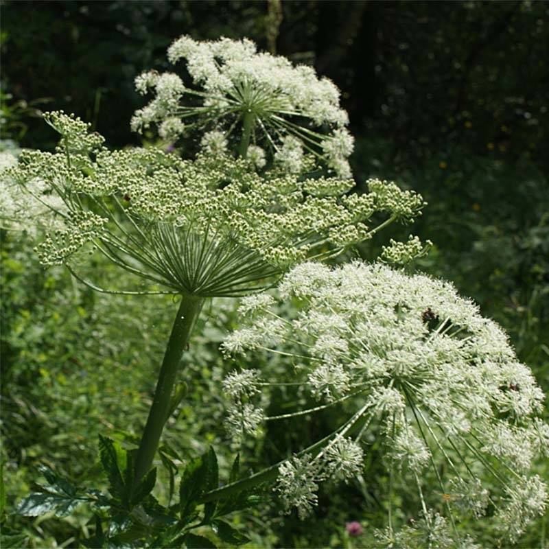 Peucedanum ostruthium Daphnis, Imperatoire Godet de 8/9 cm