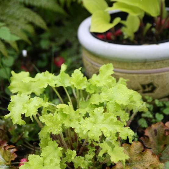 Heuchère - Heuchera Citronelle Godet de 8/9 cm