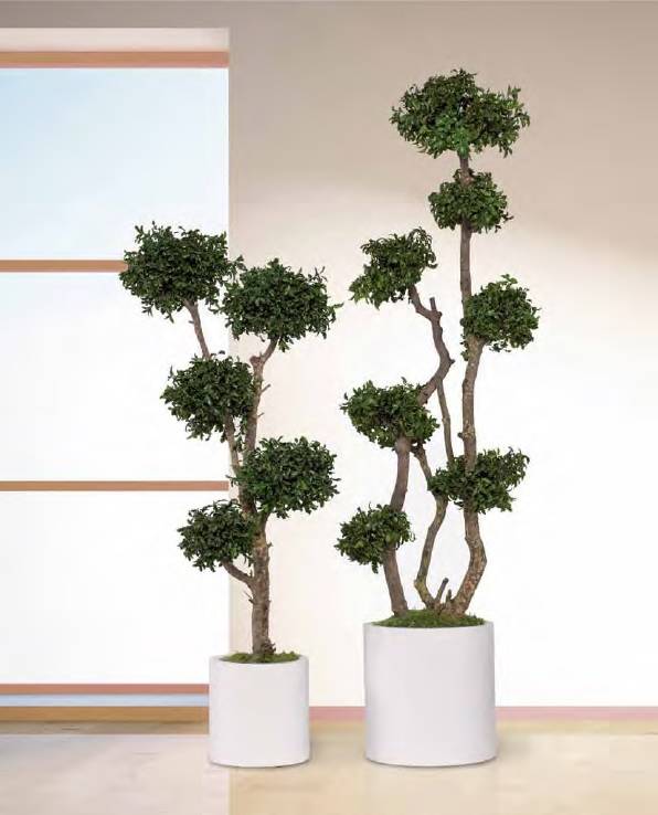 Arbre Stabilisé Pitosporum 5 Boules Naturel - Arbre Stabilisé - Plante d'Intérieur - 150 cm - Image 1