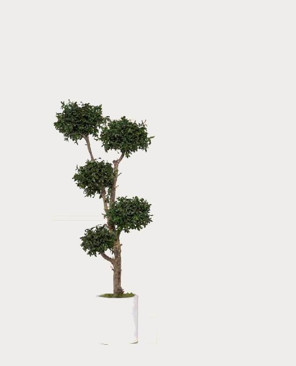 Arbre Stabilisé Pitosporum 5 Boules Naturel - Arbre Stabilisé - Plante d'Intérieur - 150 cm - Image 2