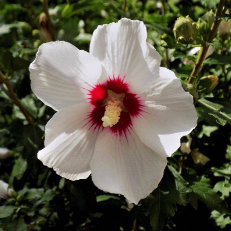 Hibiscus syriacus 'Red Heart' (Hibiscus syriacus 'Red Heart') - Godet 9cm - Pépinières Naudet - Image 1