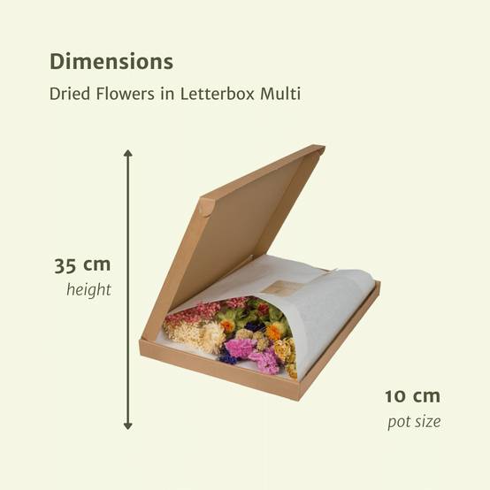 Bouquet de fleurs séchées format boîte aux lettres - multicolore - Ø10cm - ↕35cm - Image 2