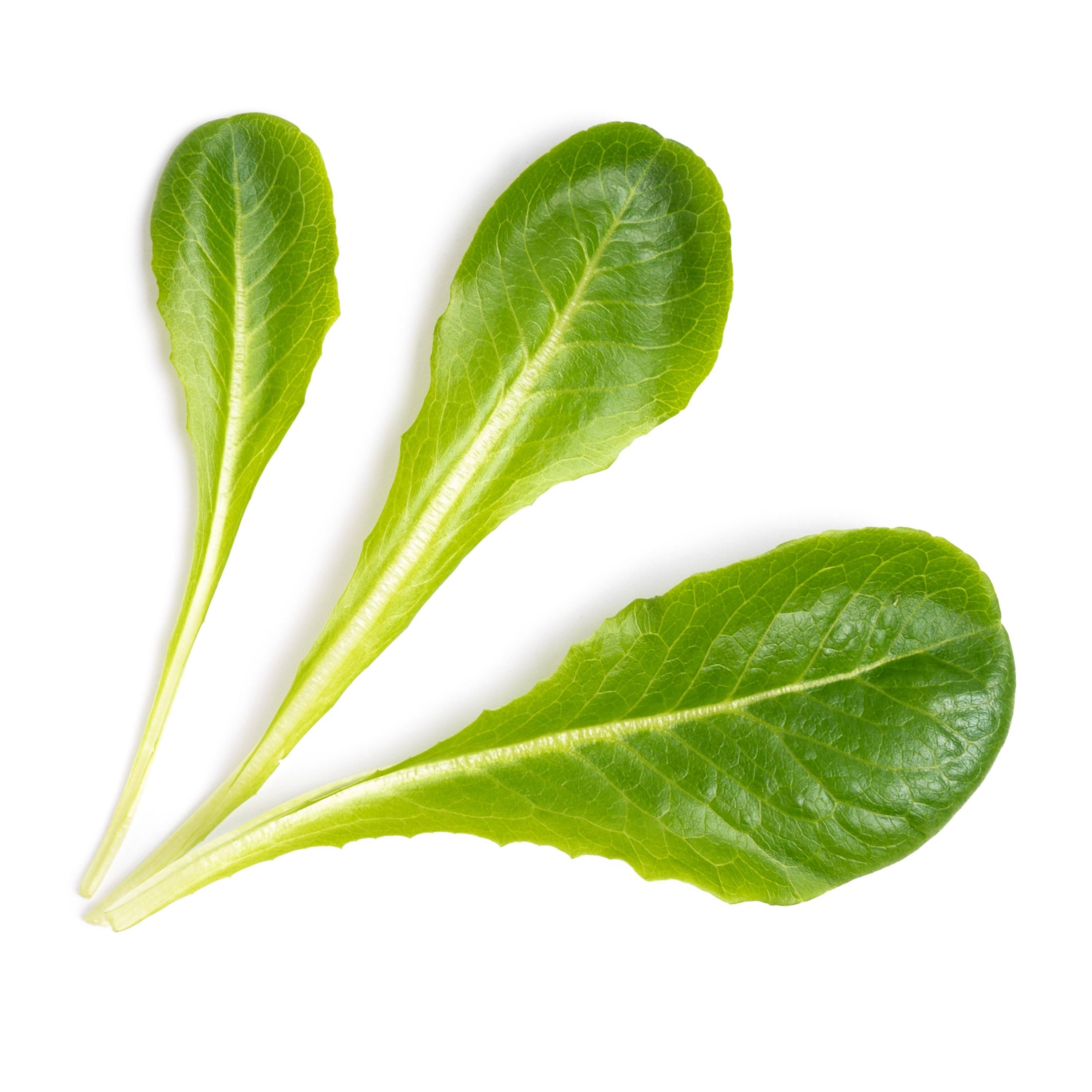 Veritable - Lingot Laitue romaine - Recharge prête à l'emploi - Véritable - Image 2