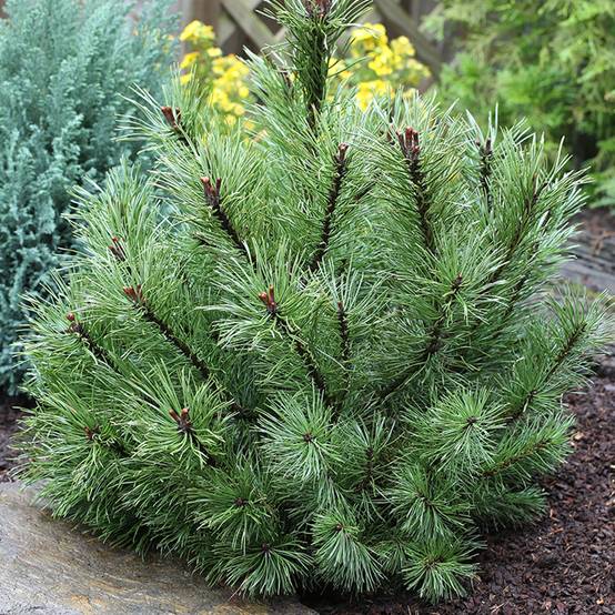 Pin à crochets ou Pin de Briançon - Pinus uncinata Pièce - Image 1