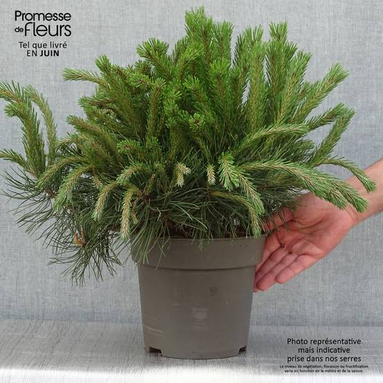 Pin à crochets ou Pin de Briançon - Pinus uncinata Pièce - Image 2