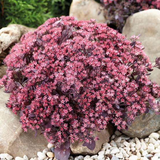 Promesse de Fleurs - Sedum SUNSPARKLER® Plum Dazzled - Orpin Godet de 8/9 cm