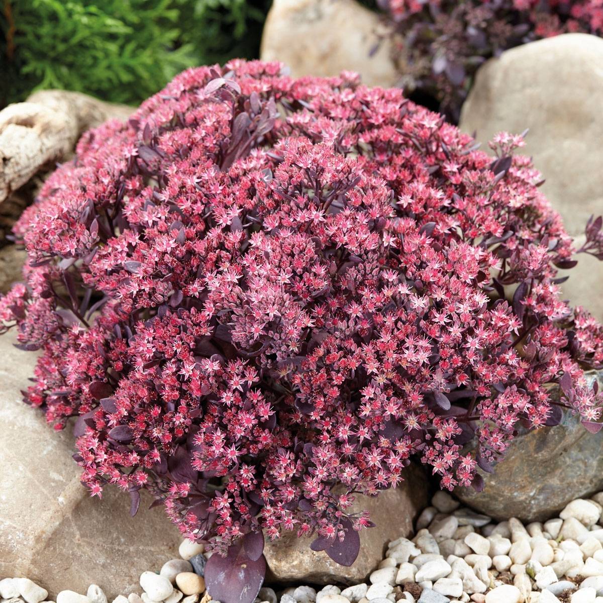 Promesse de Fleurs - Sedum SUNSPARKLER® Plum Dazzled - Orpin Godet de 8/9 cm