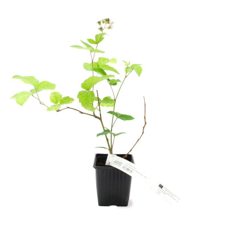 Mûre 'Black satin' BIO (Rubus fruticosus 'Black satin') - Godet 9cm - Pépinières Naudet - Image 2