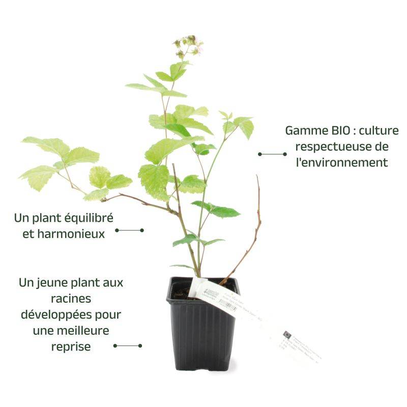 Mûre 'Black satin' BIO (Rubus fruticosus 'Black satin') - Godet 9cm - Pépinières Naudet - Image 3
