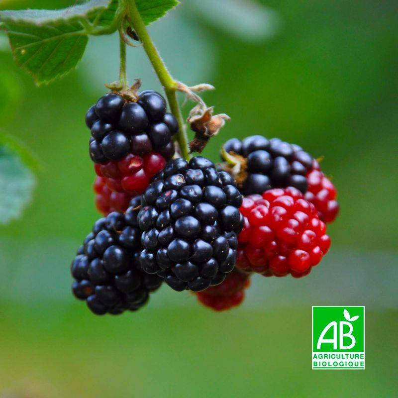 Mûre 'Black satin' BIO (Rubus fruticosus 'Black satin') - Godet 9cm - Pépinières Naudet - Image 1