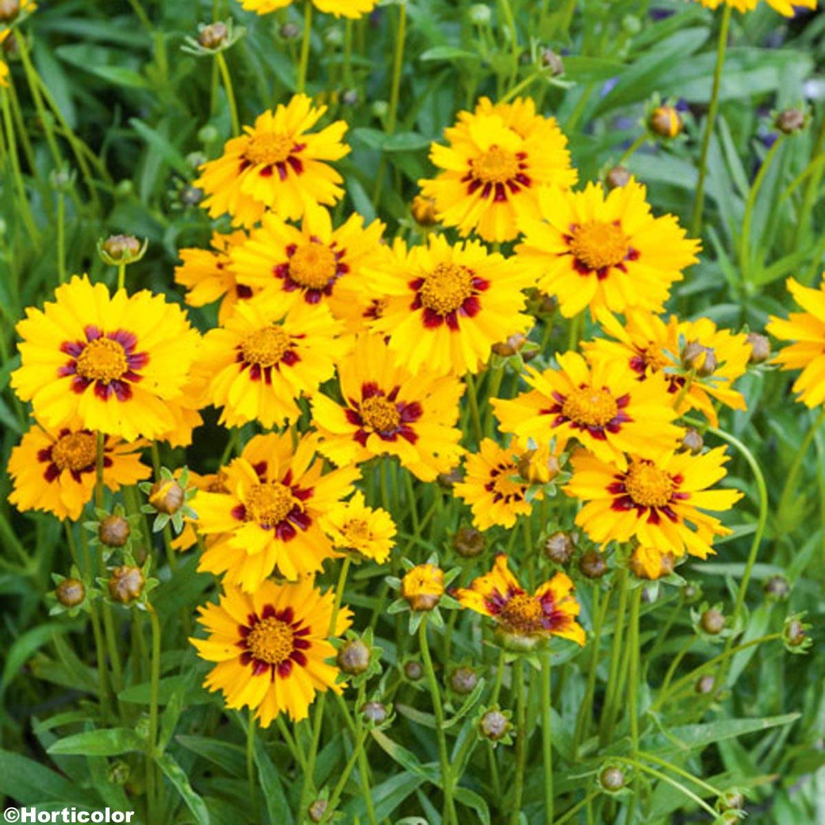 Coreopsis lanceolata Sterntaler - Coréopsis à feuilles lancéolées Godet de 8/9 cm