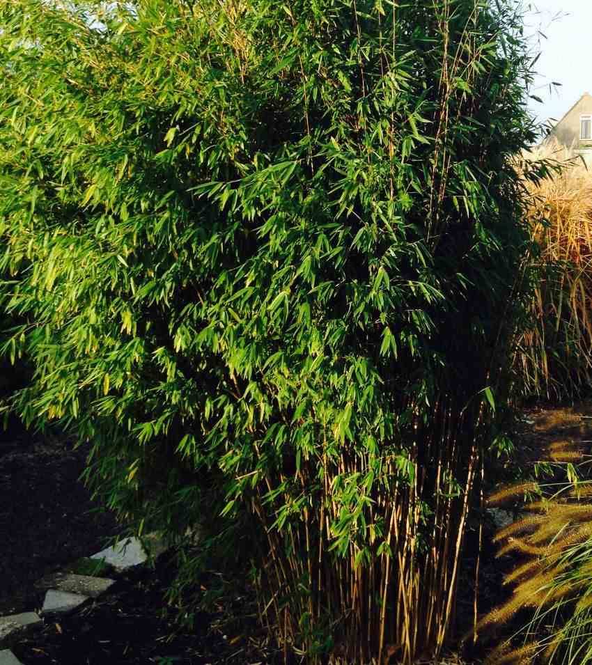 0 - Fargesia Obelisk (murielae x nitida) (Bambou non traçant) Pot 10 Litres - 100/150cm - 6/10 cannes - Image 1