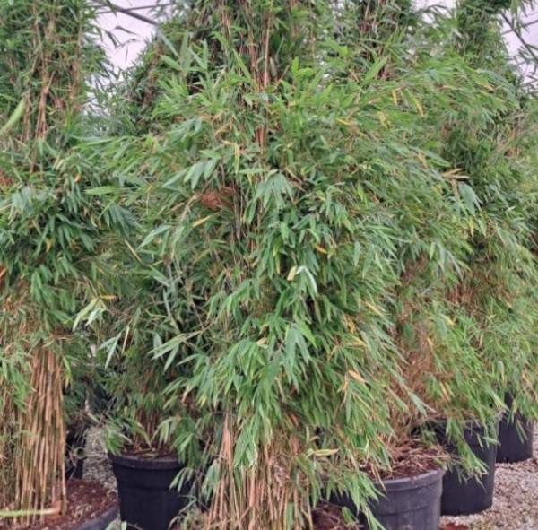 0 - Fargesia Obelisk (murielae x nitida) (Bambou non traçant) Pot 10 Litres - 100/150cm - 6/10 cannes - Image 3