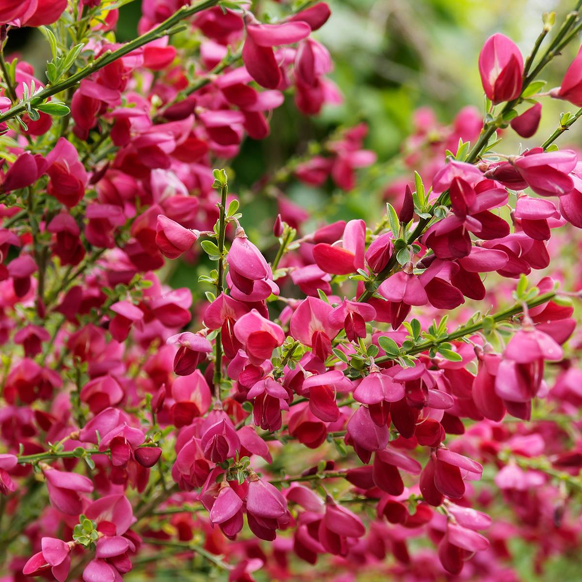 Promesse de Fleurs - Genêt à balais - Cytisus Boskoop Ruby Pot de 3L/4L