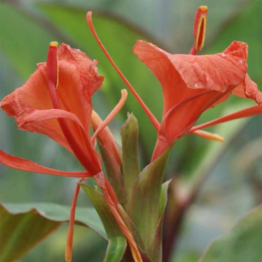 Promesse de Fleurs - Hedychium greenii - Gingembre corail Pot de 1L/1,5L