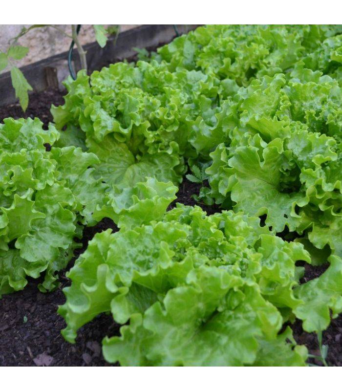 Terreau potager, 24 sacs de 50L - PRO218-24x50 - Image 3