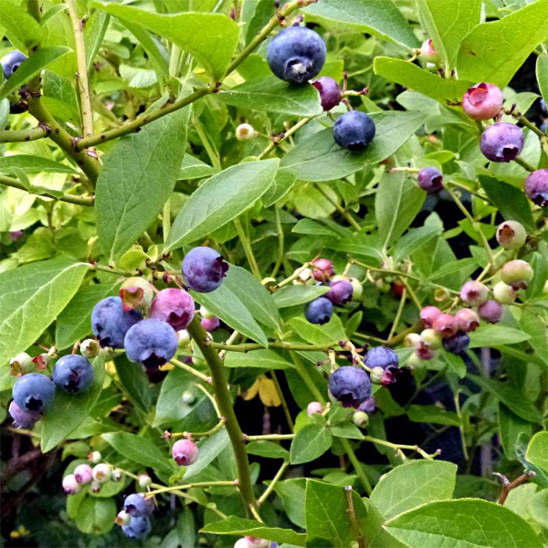 Myrtille Goldtraube - Vaccinium corymbosum Godet de 8/9 cm
