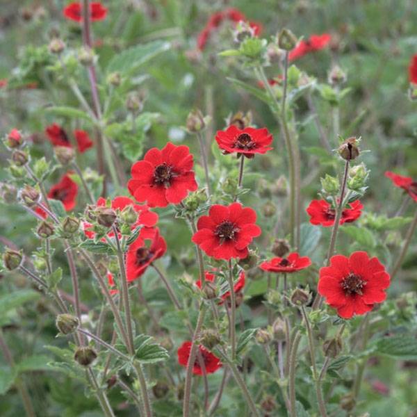 Potentille vivace - Potentilla Gibson s Scarlet Godet de 8/9 cm
