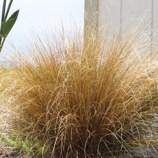 Promesse de Fleurs - Carex buchananii - Laîche de Buchanan Pot de 2L/3L