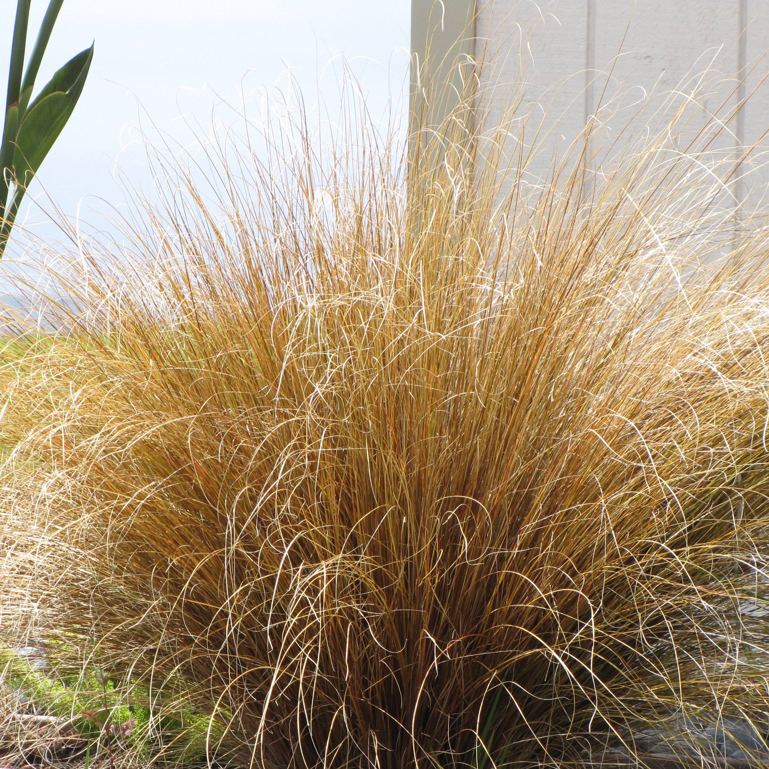 Promesse de Fleurs - Carex buchananii - Laîche de Buchanan Pot de 2L/3L
