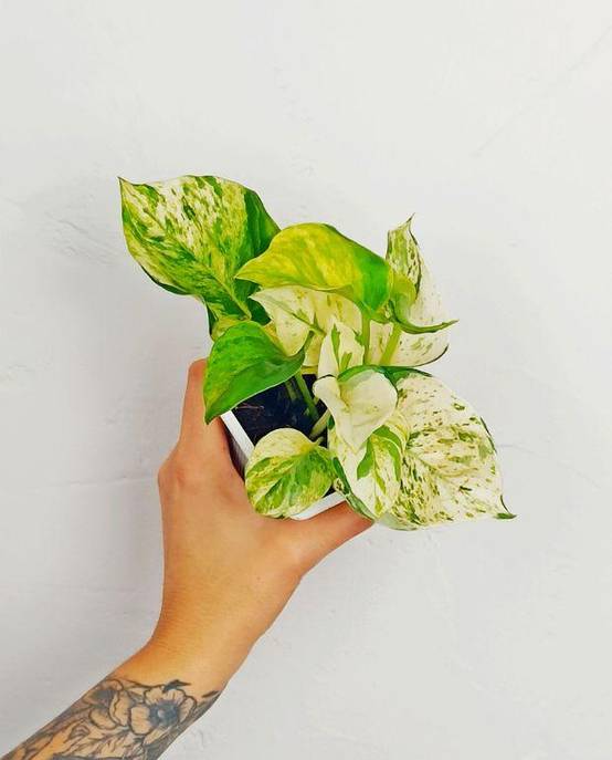 Epipremnum Pinnatum "Pothos" Manjula Small D. 6cm H. 20cm - Plante d'intérieur - IndoorPoppies - Image 3