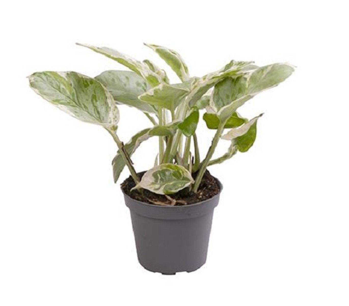 Epipremnum Pinnatum "Pothos" Manjula Small D. 6cm H. 20cm - Plante d'intérieur - IndoorPoppies - Image 1