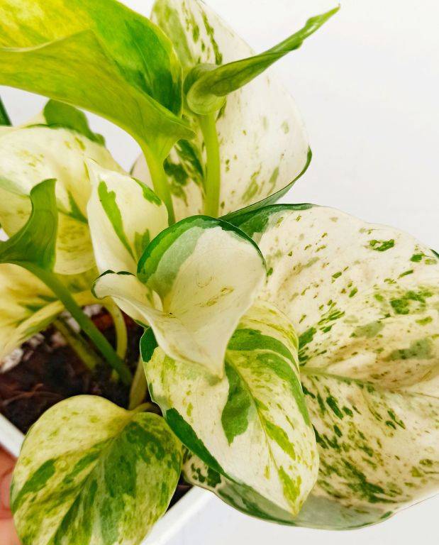 Epipremnum Pinnatum "Pothos" Manjula Small D. 6cm H. 20cm - Plante d'intérieur - IndoorPoppies - Image 2