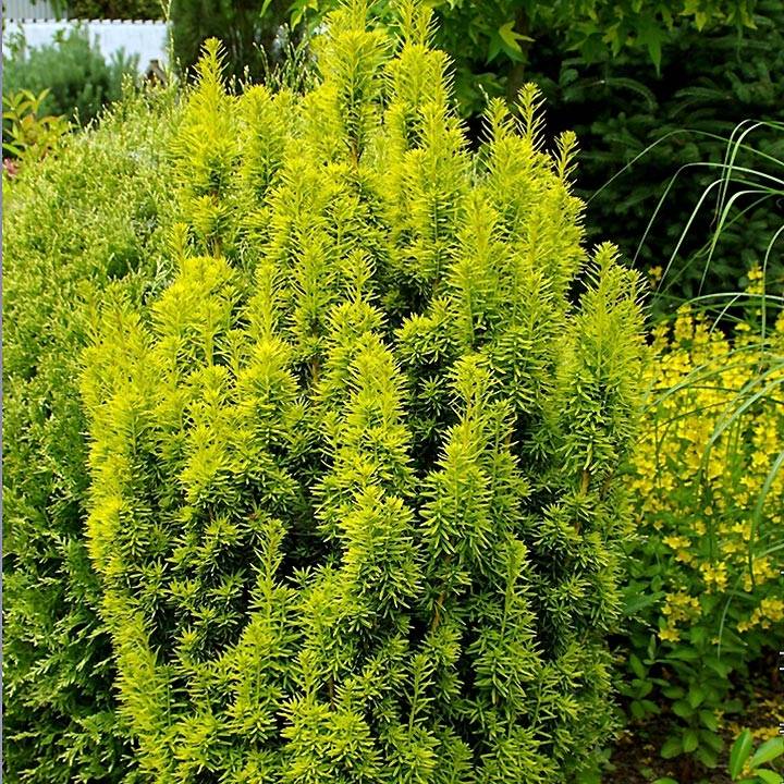 Taxus baccata David - If colonnaire panaché Pot de 2L/3L