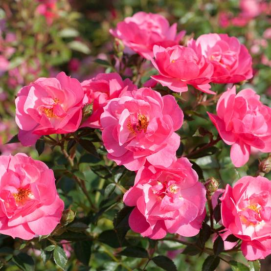 Rosier paysager Street Colors Jolie Provence Meilegase Pot de 4L/5L