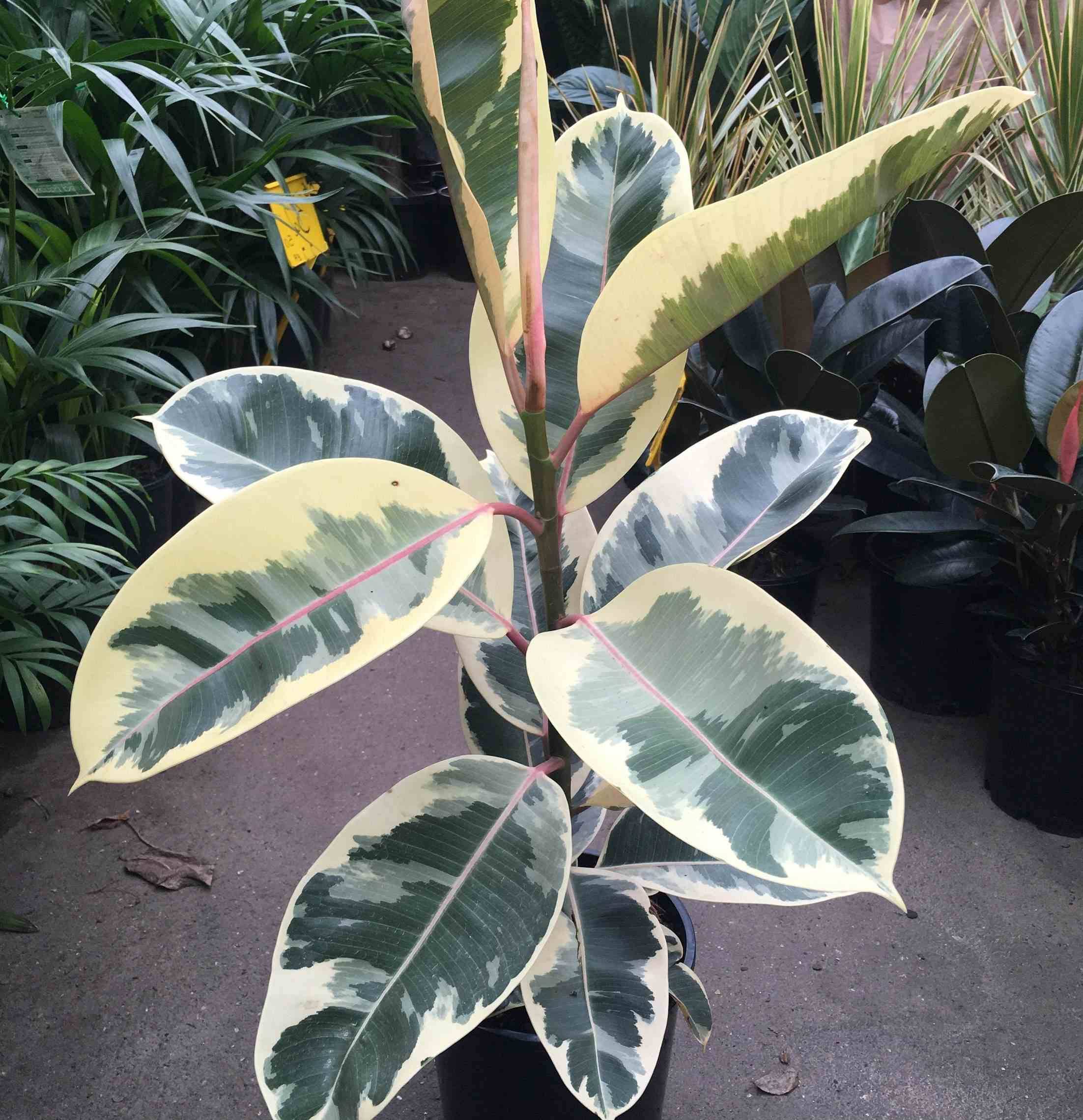 Sans Marque - Ficus elastica 'Tineke' (Caoutchouc panaché) Taille:Pot de 65L - 180/200cm - Image 3