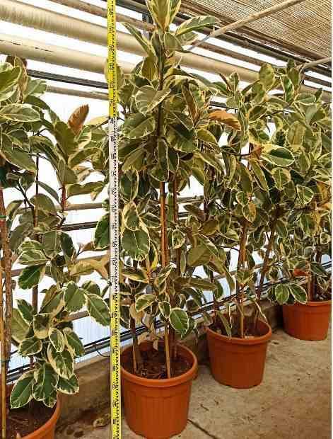 Sans Marque - Ficus elastica 'Tineke' (Caoutchouc panaché) Taille:Pot de 65L - 180/200cm - Image 2