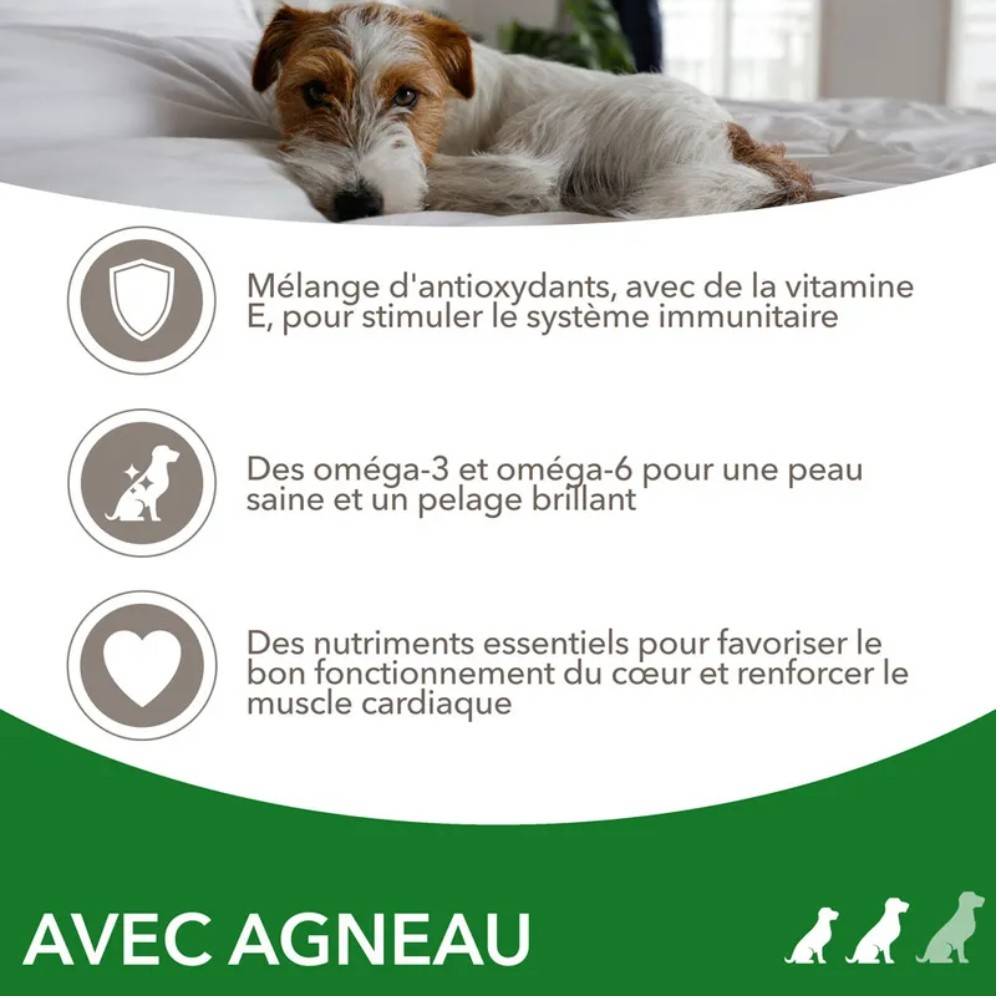 Iams Chien Adulte S/M Agneau 12 kg - Image 3