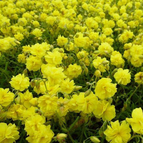 Promesse de Fleurs - Helianthemum Sulphureum Plenum Godet de 8/9 cm