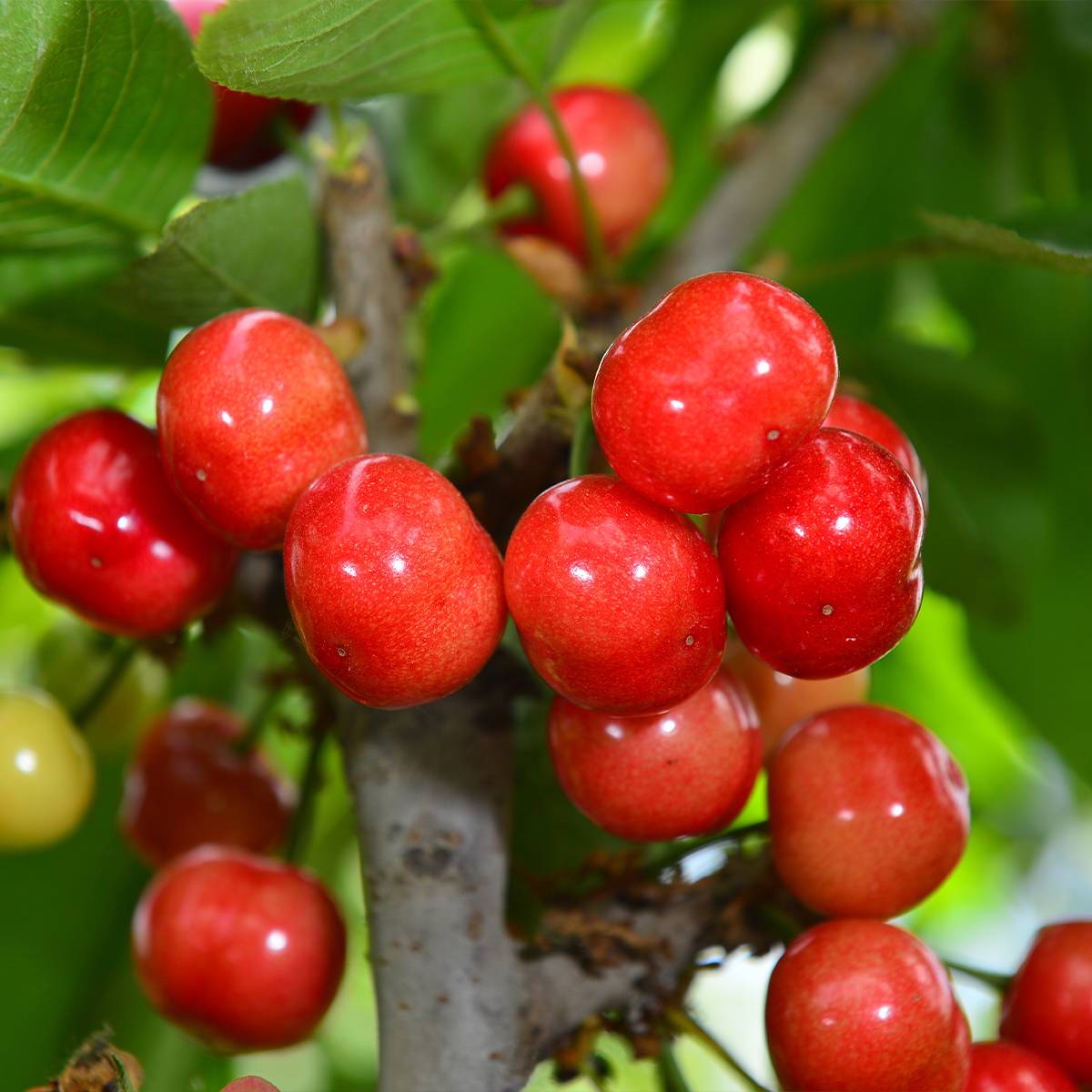 Cerisier colonnaire Hong Kong - Prunus cerasus Pot de 6L/7L, Colonnaire