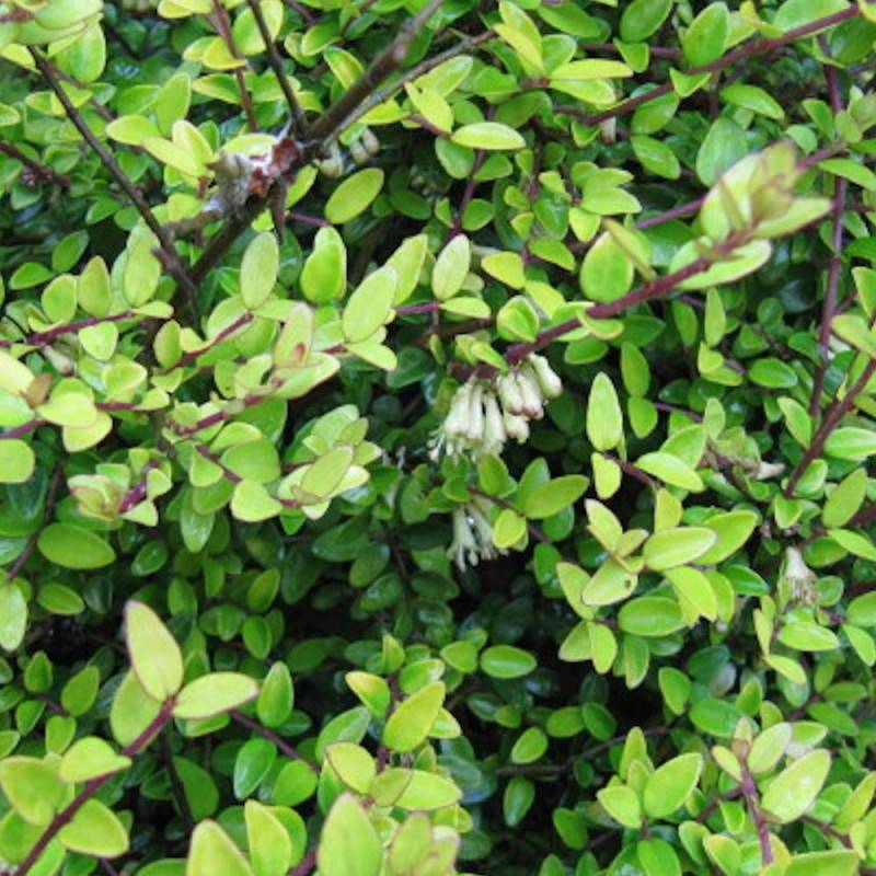 Chèvrefeuille arbustif Panmin, Lonicera à feuilles de buis - Pot de 7,5L - 40/60 cm - Image 3
