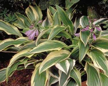 Promesse de Fleurs - Hosta yellow splash rim Godet de 8/9 cm