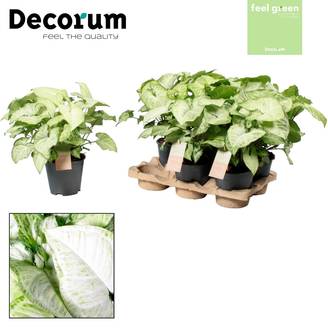 Syngonium Blanc Butterfly Feel Vert - D14 H35cm