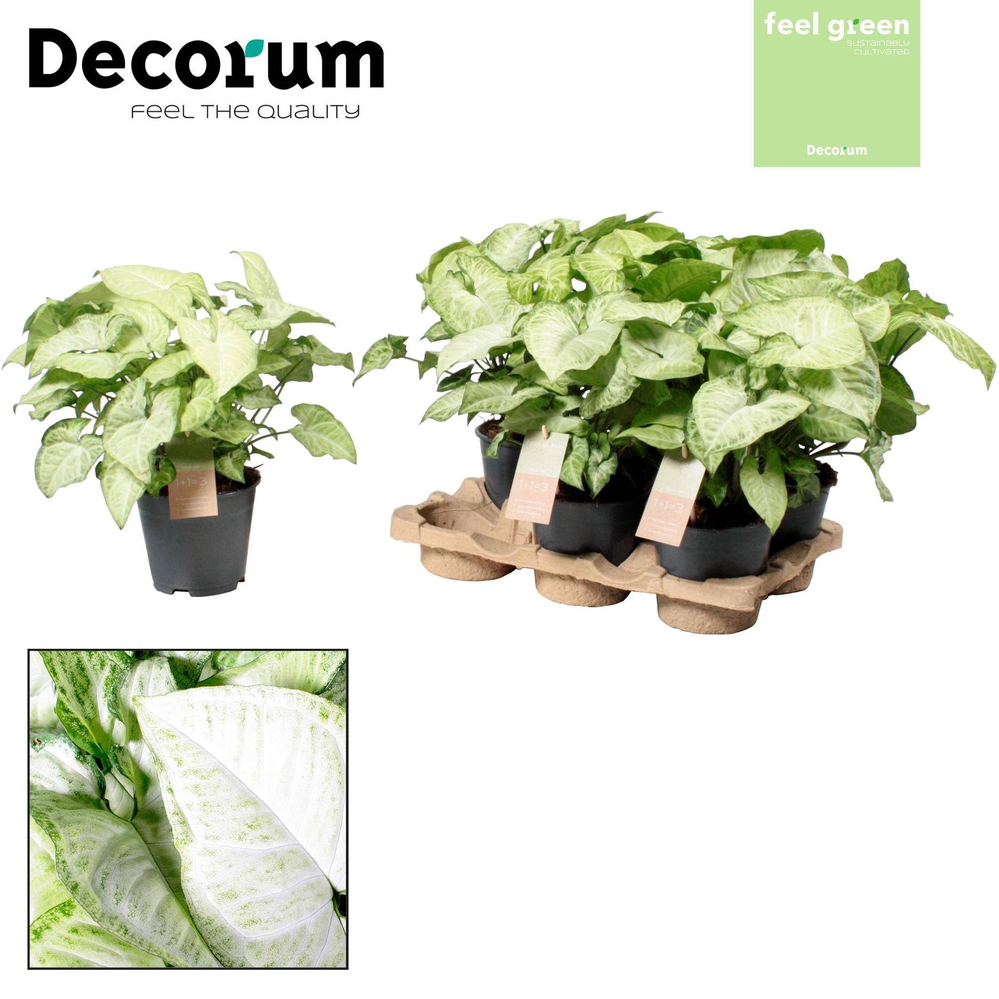 Syngonium Blanc Butterfly Feel Vert - D14 H35cm